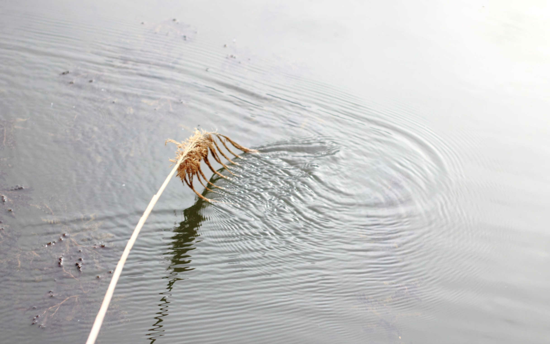 L’arte di porre domande